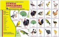 Демонстрационные карточки "Птицы домашние и декоративные" - fgospostavki.ru - Сургут