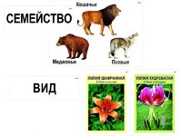 Модель-аппликация "Классификация растений и животных" (ламинированная) - fgospostavki.ru - Сургут