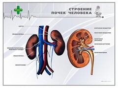 Стенд "Строение почки человека" - fgospostavki.ru - Сургут