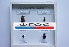 Коллекция "Семейство жуков" - fgospostavki.ru - Сургут