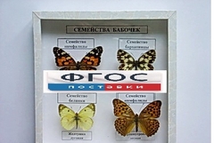 Коллекция "Семейство бабочек" - fgospostavki.ru - Сургут
