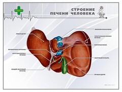 Стенд "Строение печени человека" - fgospostavki.ru - Сургут