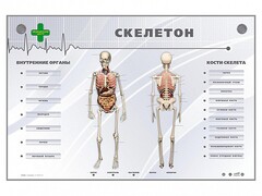 Электрифицированный стенд-тренажер "Скелетон" - fgospostavki.ru - Сургут