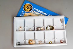 Коллекция "Раковины моллюсков" - fgospostavki.ru - Сургут