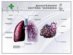 Стенд "Дыхательная система человека" - fgospostavki.ru - Сургут