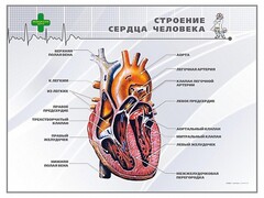 Стенд "Строение сердца человека" - fgospostavki.ru - Сургут