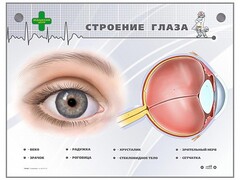 Интерактивный стенд "Строение глаза" - fgospostavki.ru - Сургут