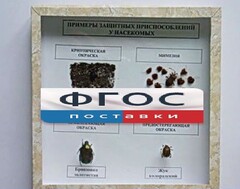 Коллекция энтомологическая "Примеры защитных приспособлений у насекомых" - fgospostavki.ru - Сургут