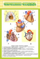 Стенд "Строение сердца" - fgospostavki.ru - Сургут