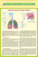 Стенд "Дыхательная система" - fgospostavki.ru - Сургут