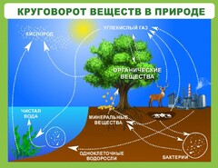 Стенд "Круговорот веществ" - fgospostavki.ru - Сургут