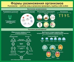 Стенд "Формы размножения организмов" - fgospostavki.ru - Сургут
