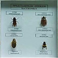 Коллекция энтомологическая "Представители отряда насекомых" - fgospostavki.ru - Сургут