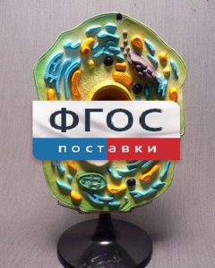 Модель "Клетка растения" - fgospostavki.ru - Сургут