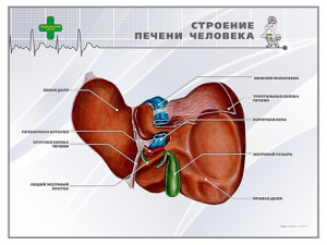 Стенд "Строение печени человека" - fgospostavki.ru - Сургут