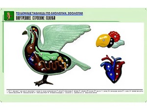 Рельефная таблица "Внутреннее строение голубя" (формат А1, матовое ламинирование) - fgospostavki.ru - Сургут