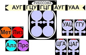 Модель-аппликация "Биосинтез белка" (ламинированная) - fgospostavki.ru - Сургут