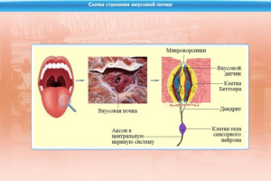 Интерактивные курсы. Биология 10 класс. Расширенный. - fgospostavki.ru - Сургут