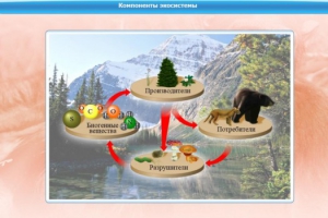 Интерактивные курсы. Биология 7 класс. Базовый. - fgospostavki.ru - Сургут