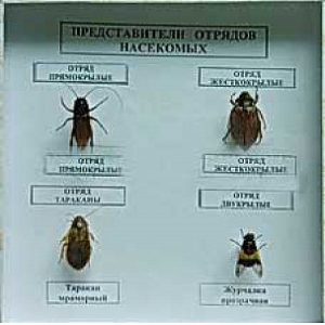 Коллекция энтомологическая "Представители отряда насекомых" - fgospostavki.ru - Сургут