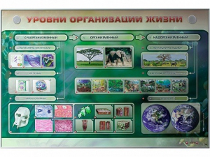 Электрифицированный стенд "Уровни организации жизни" - fgospostavki.ru - Сургут