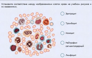 Интерактивные курсы. Биология 11 класс. Расширенный. - fgospostavki.ru - Сургут