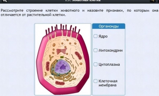 Интерактивные курсы. Биология 8 класс. Базовый - fgospostavki.ru - Сургут