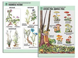 Комплект таблиц "Окружающий мир. Грибы. Растительный мир" (12 таблиц, А1, ламинированные) - fgospostavki.ru - Сургут
