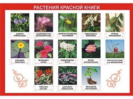Таблица демонстрационная "Растения Красной книги" (винил 70*100) - fgospostavki.ru - Сургут