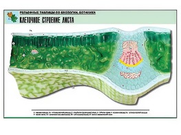 Рельефная таблица "Клеточное строение листа" (формат А1, матовое ламинирование) - fgospostavki.ru - Сургут