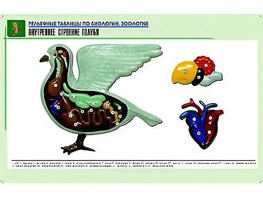 Рельефная таблица "Внутреннее строение голубя" (формат А1, матовое ламинирование) - fgospostavki.ru - Сургут