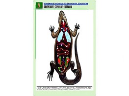Рельефная таблица "Внутреннее строение ящерицы" (формат А1, матовое ламинирование) - fgospostavki.ru - Сургут