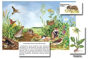 Магнитный плакат-аппликация "Луг: биоразнообразие и взаимосвязи в сообществе" - fgospostavki.ru - Сургут