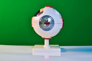 Модель глаза - fgospostavki.ru - Сургут