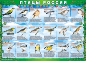 Комплект таблиц "Птицы России (4 листа)" (100х140 сантиметров, винил) - fgospostavki.ru - Сургут