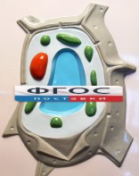 Модель барельефная "Растительная клетка" - fgospostavki.ru - Сургут